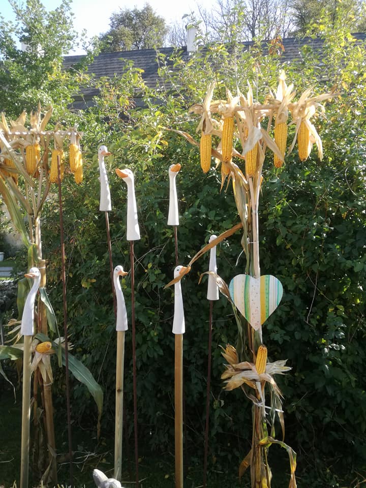 22045780_134404703867736_3916416333156564853_n